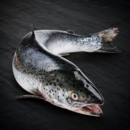Salmão 